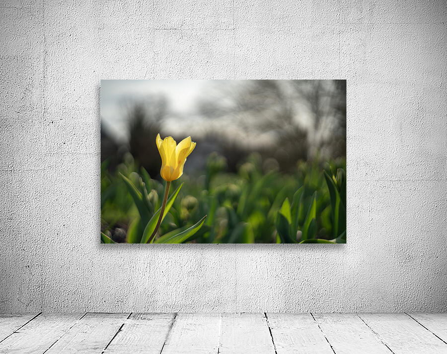 Twilight Tulip Wall Preview