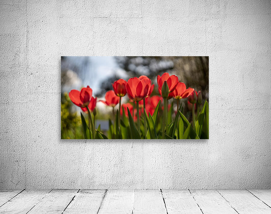 Crimson Blooms Wall Preview