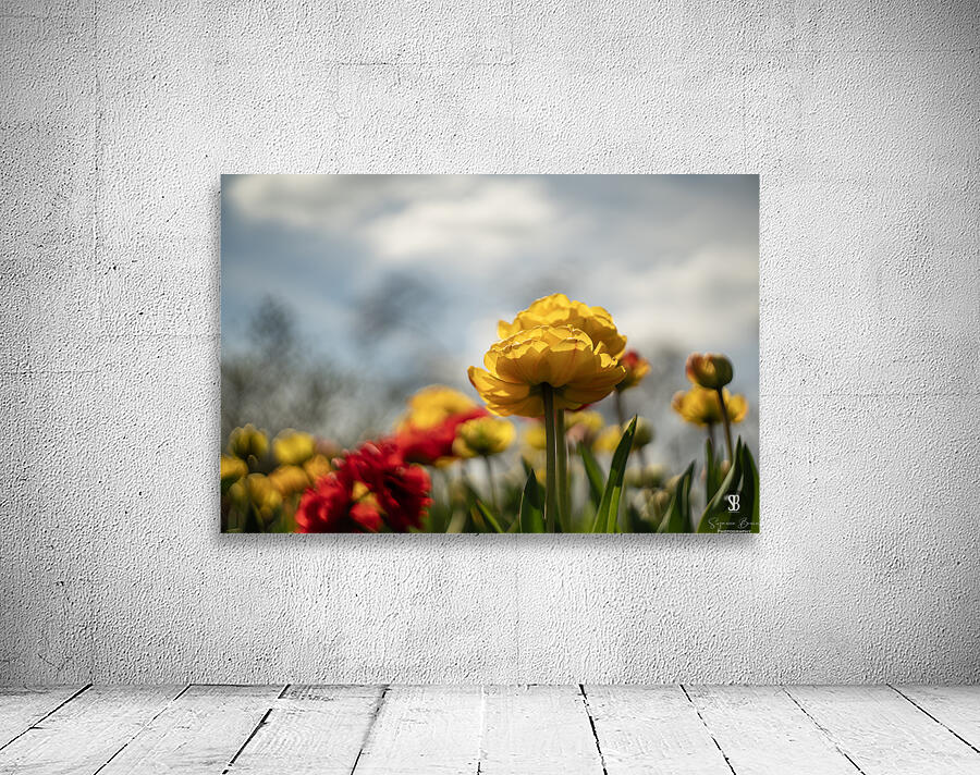 Regal Reverie Wall Preview