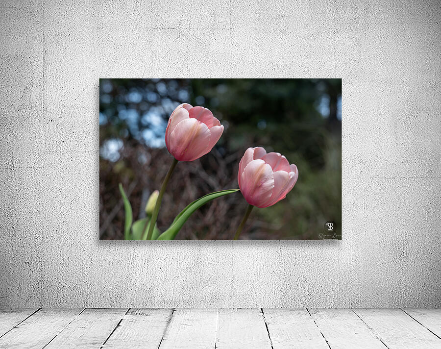 Pink Tulip Harmony Wall Preview