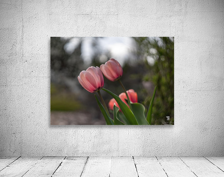 Pink Harmony Wall Preview