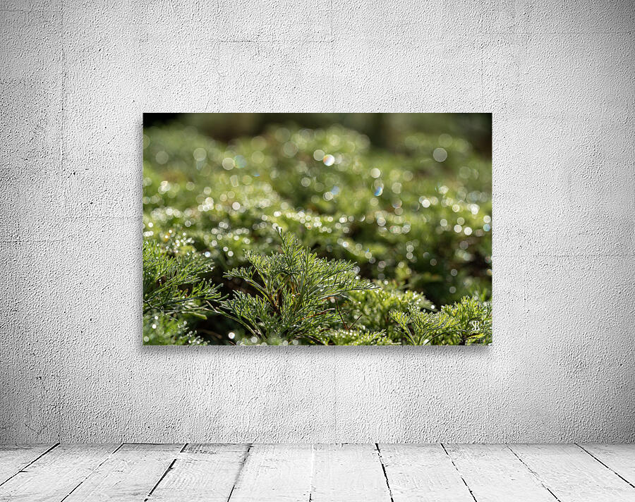 Spring Bokeh Wall Preview