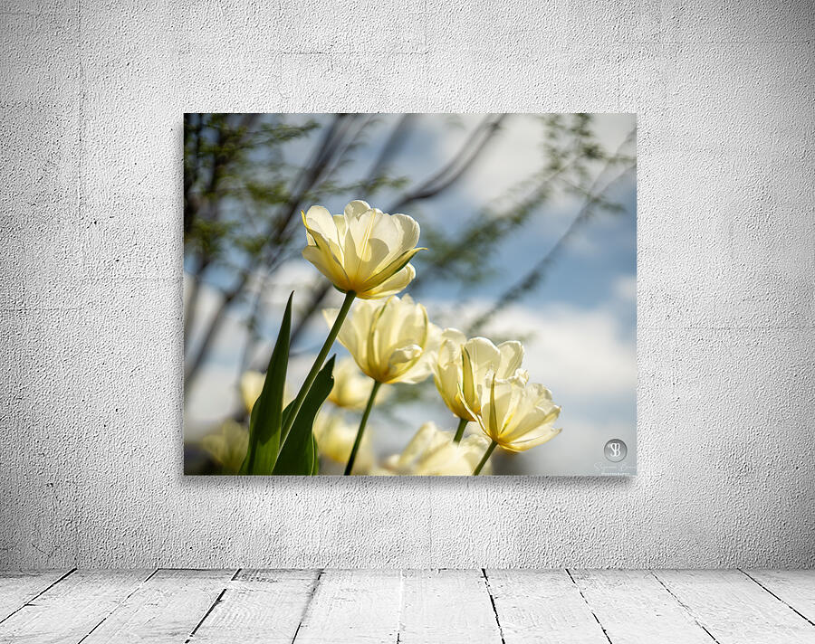 Enchanted Tulips Wall Preview