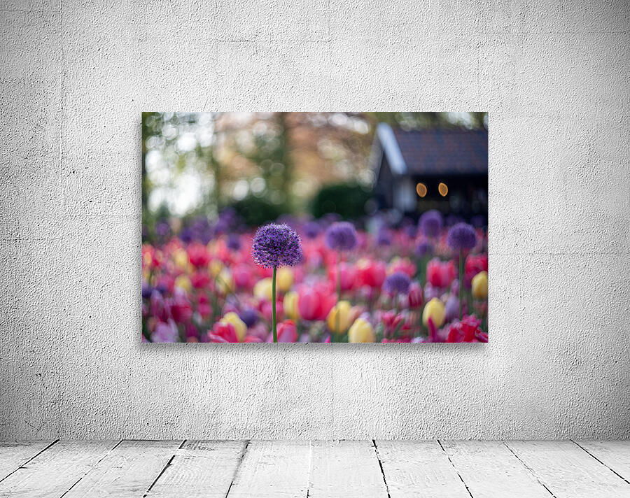  SBP5487 Wall Preview