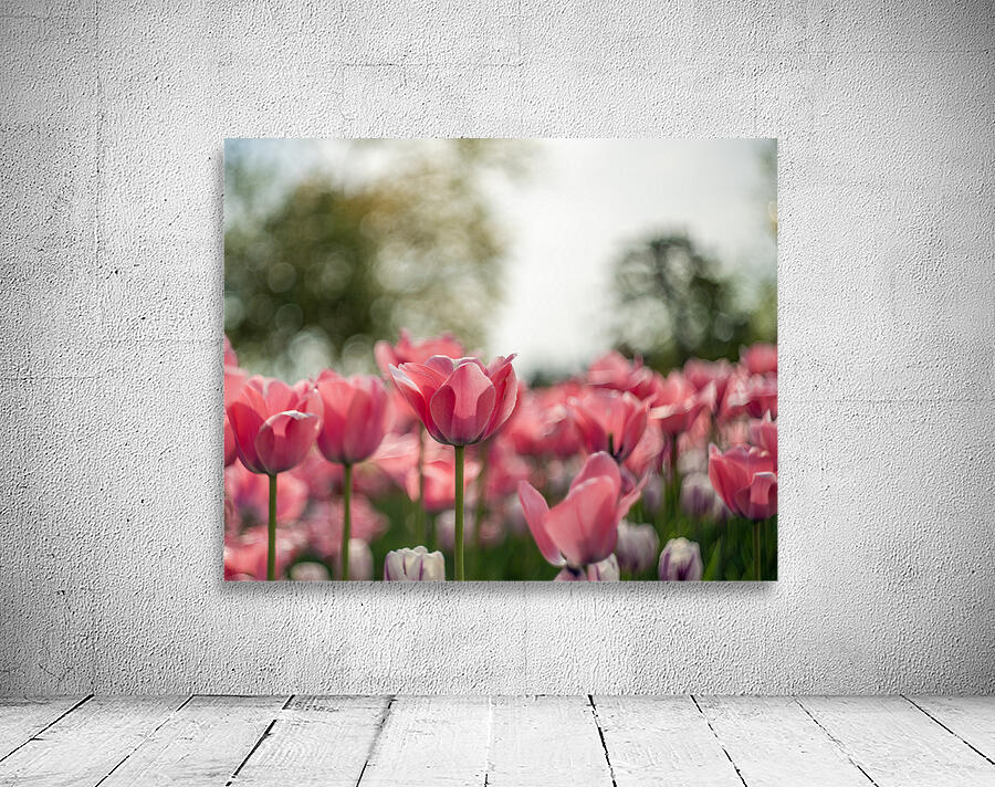  SBP8084 Wall Preview