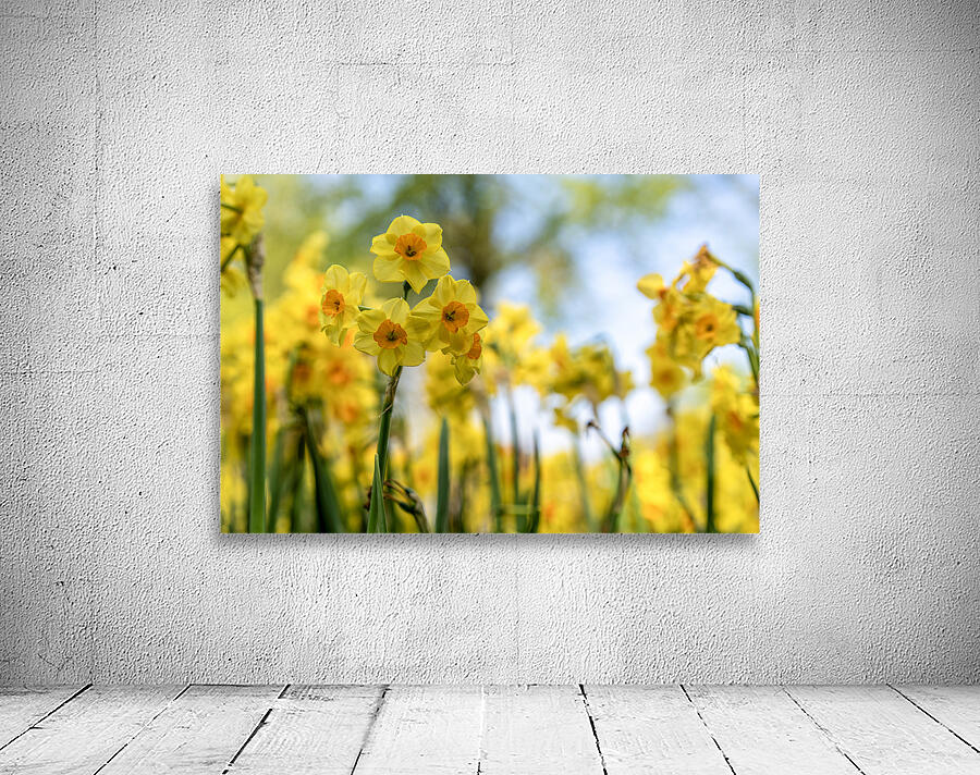  SBP6404 Wall Preview