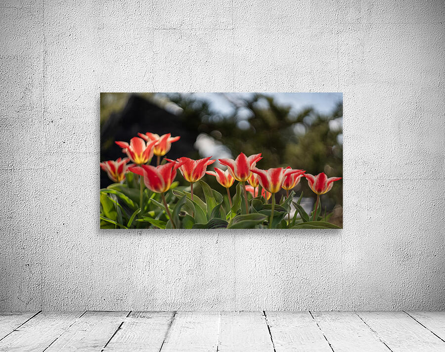  SBP4252 Wall Preview