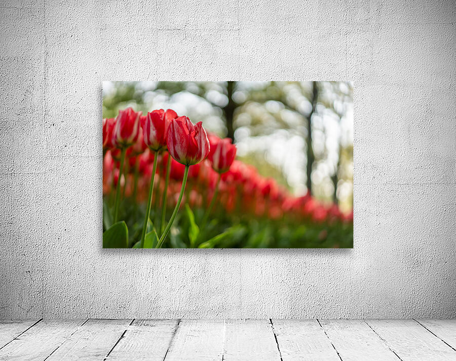  SBP6142 Wall Preview