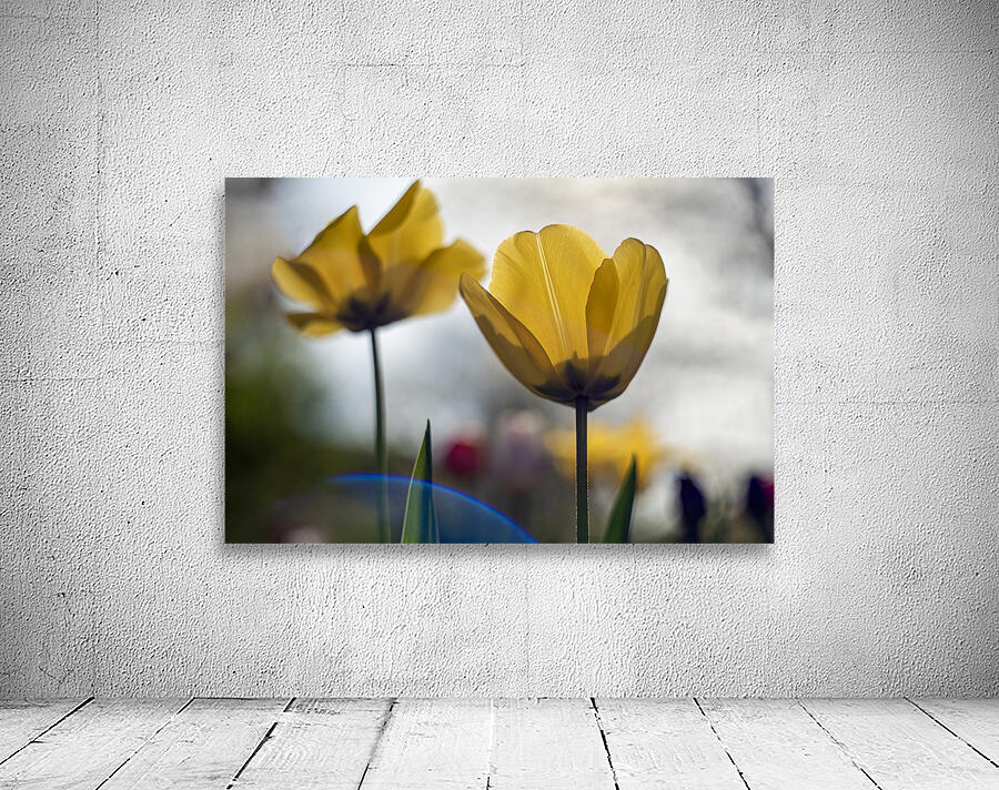  SBP7997 Wall Preview