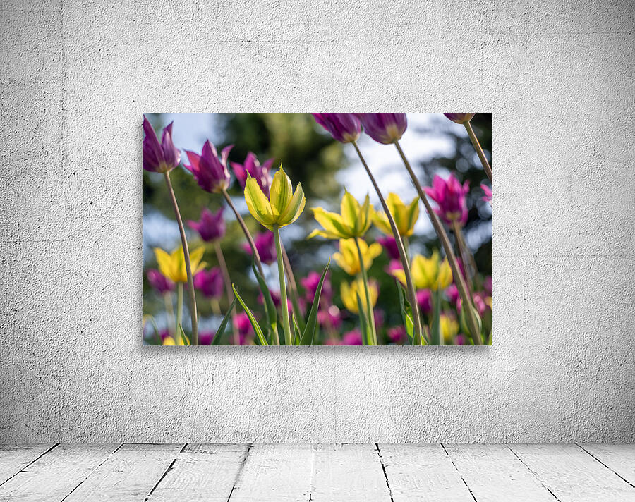  SBP7938 Wall Preview