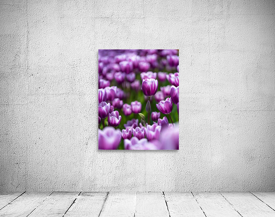  SBP6487 Wall Preview