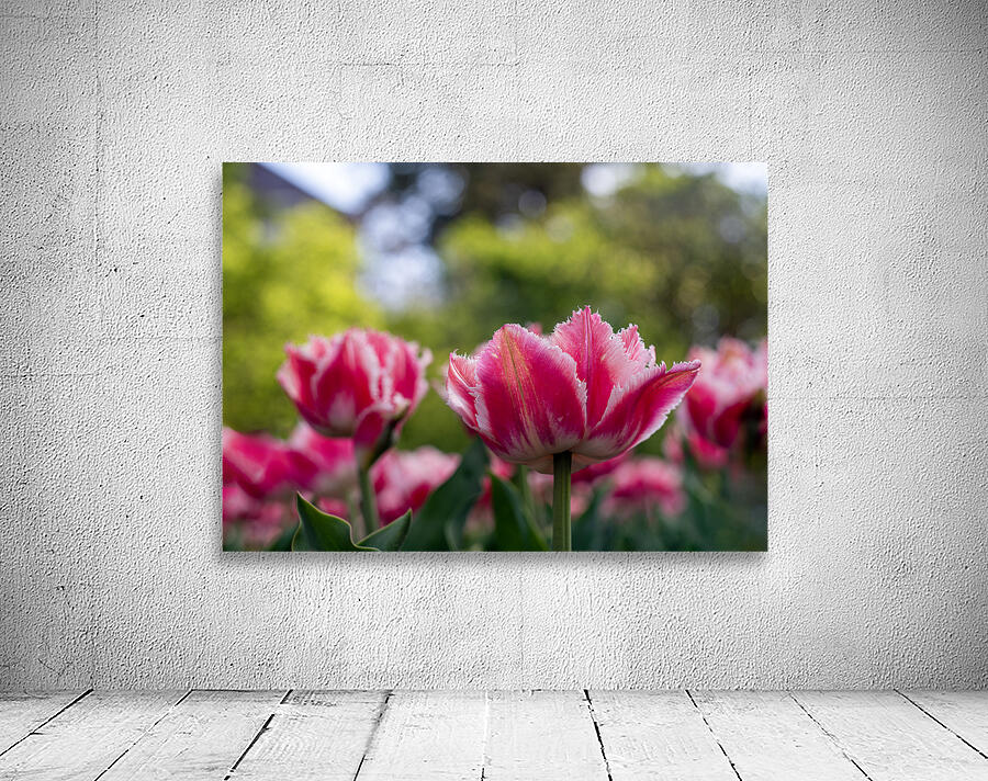  SBP7968 Wall Preview