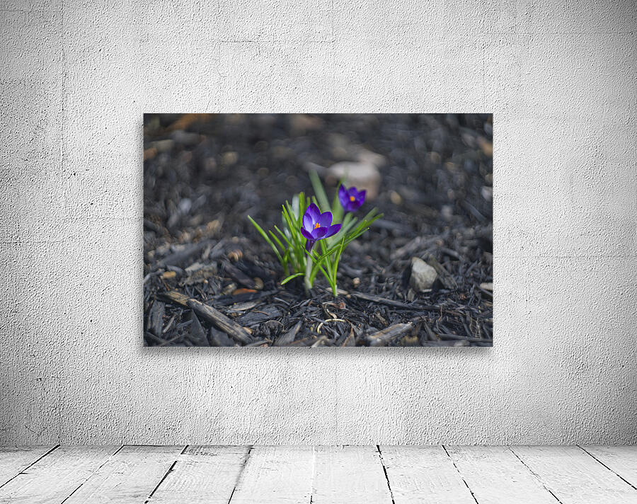  SBP4872 Wall Preview