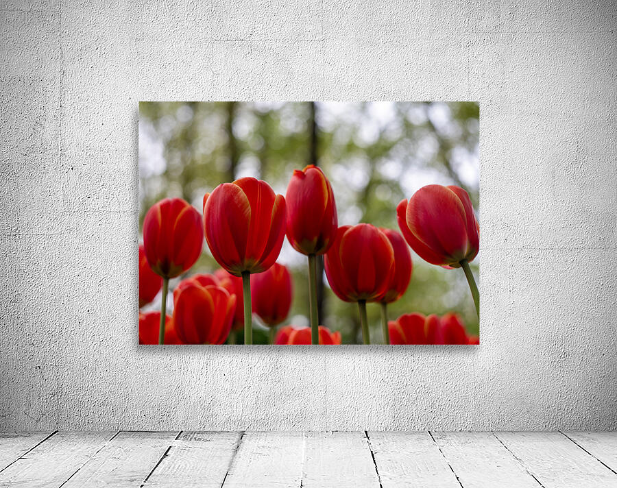  SBP5918 Wall Preview