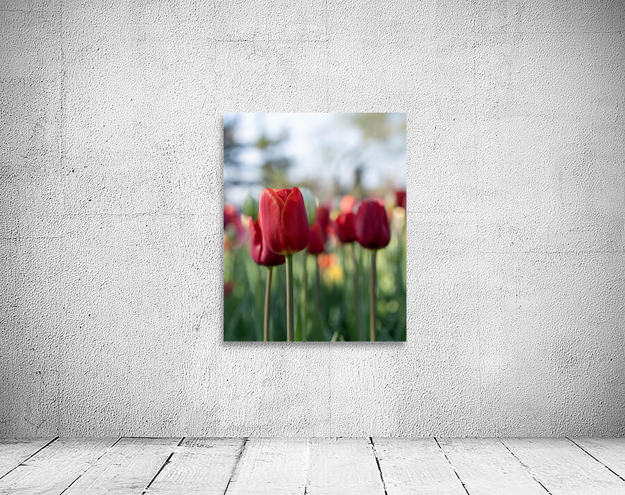  SBP7694 Wall Preview