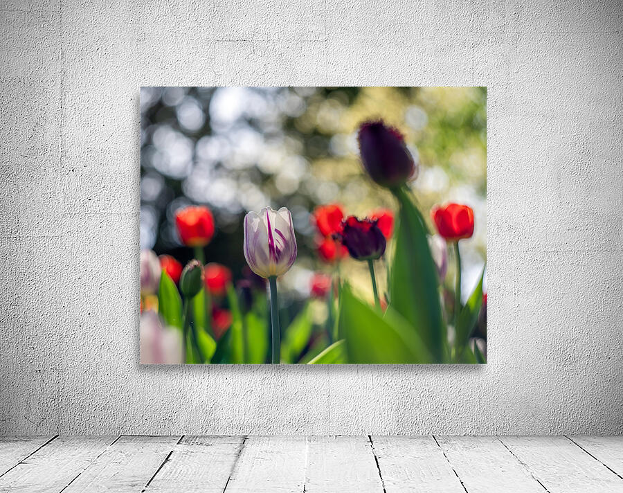  SBP8000 Wall Preview