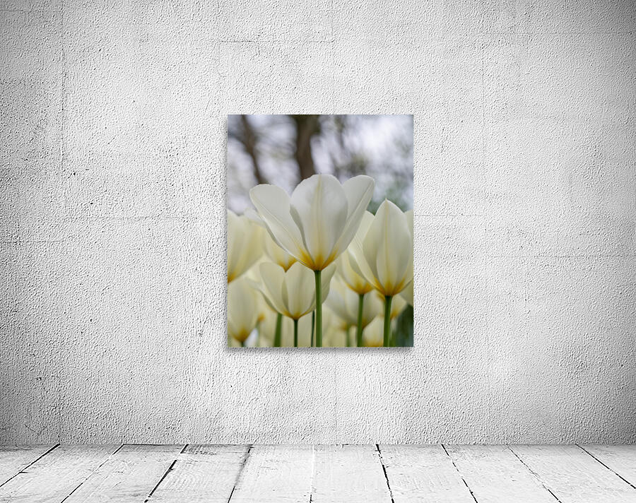  SBP5697 Wall Preview