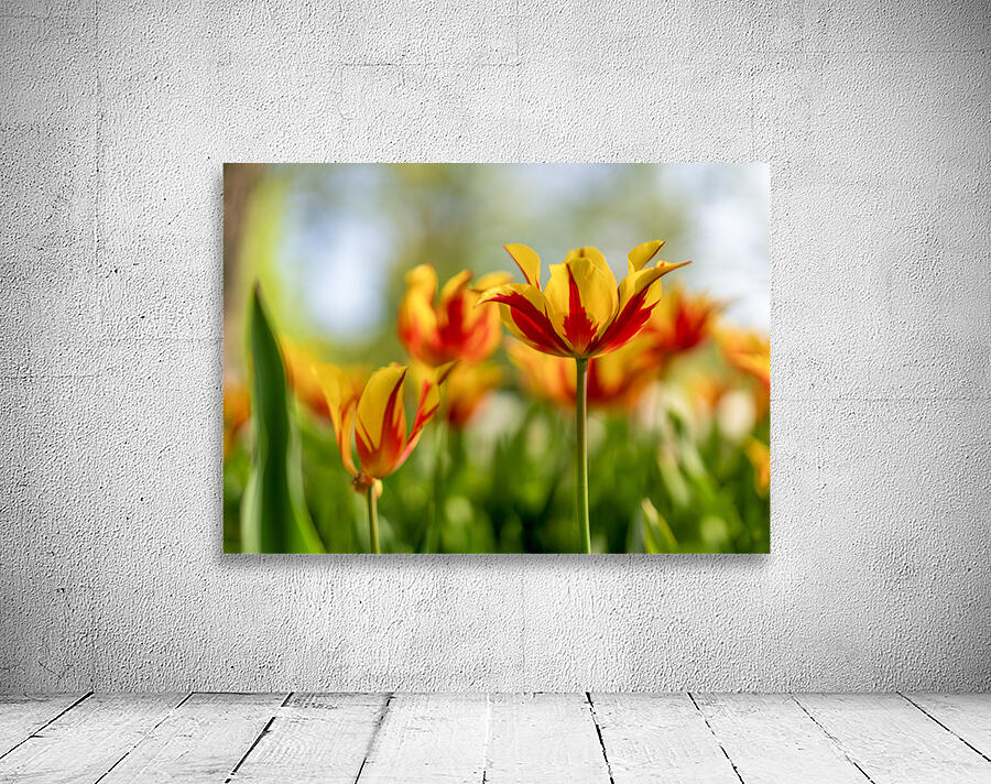  SBP6290 Wall Preview