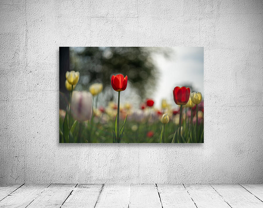  SBP8067 Wall Preview