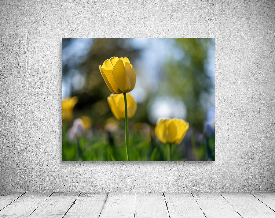  SBP7718 Wall Preview