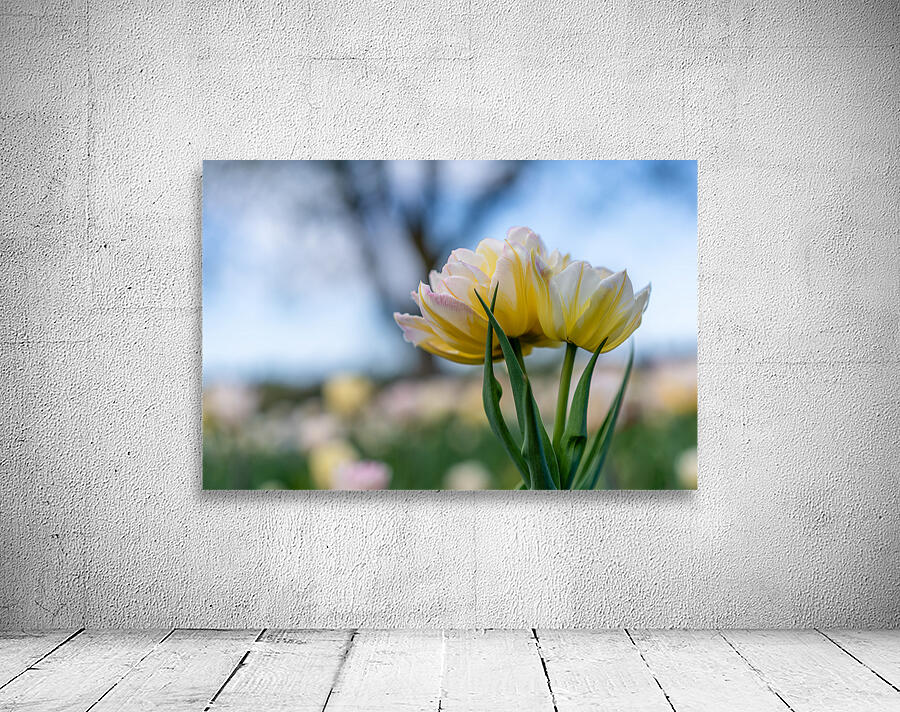  SBP7668 Wall Preview