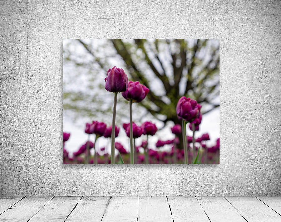  SBP6659 Wall Preview