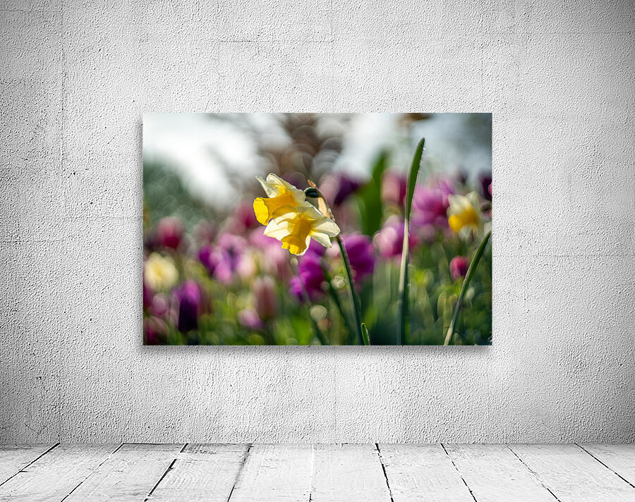  SBP5470 Wall Preview