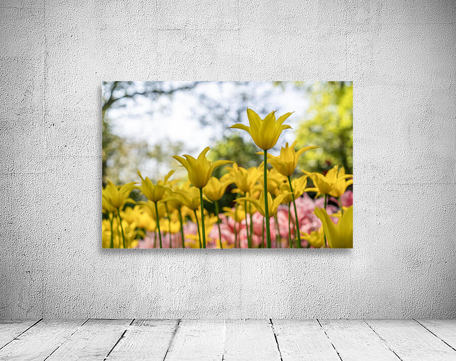 SBP6341 Wall Preview