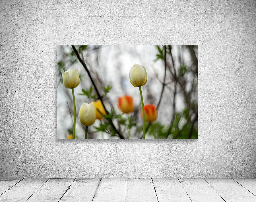 SBP8335 Wall Preview