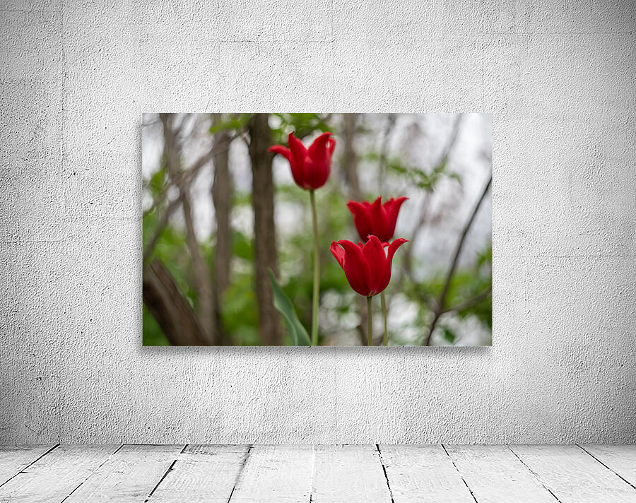 SBP8333 Wall Preview