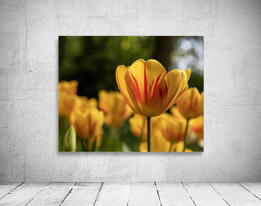 SBP6416 Wall Preview