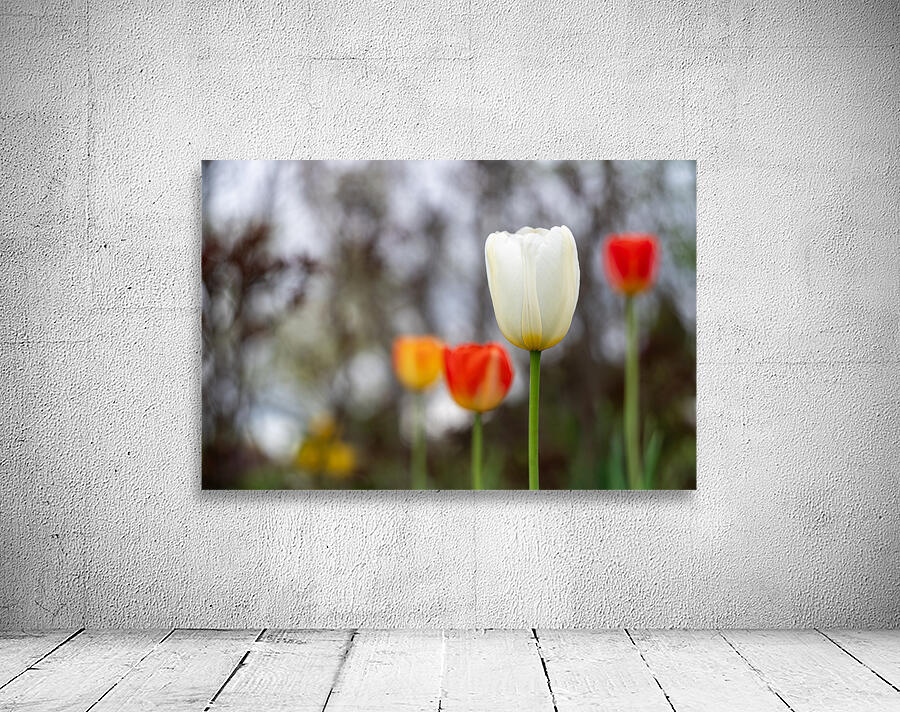 SBP8395 Wall Preview