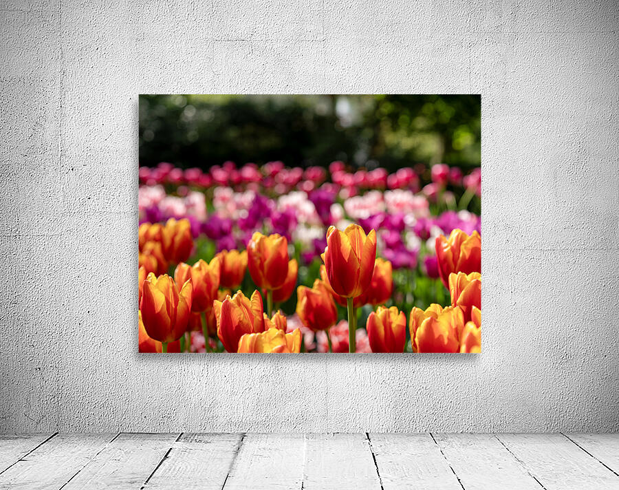 SBP6328 Wall Preview