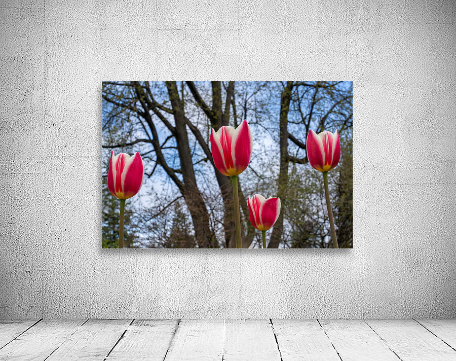 SBP6538 Wall Preview