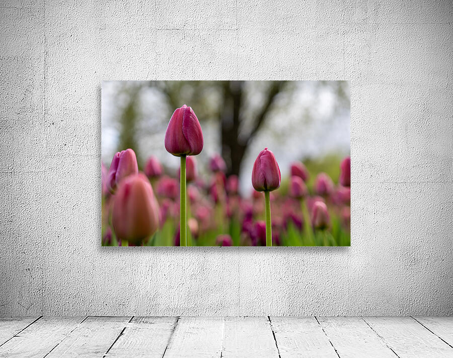 SBP6693 Wall Preview