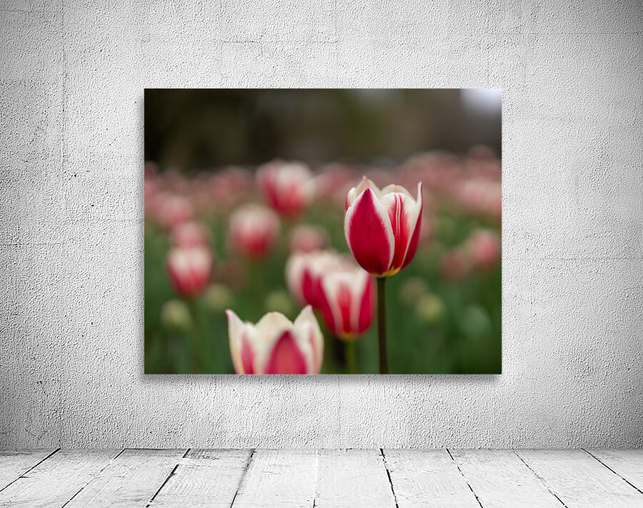 SBP6625 Wall Preview