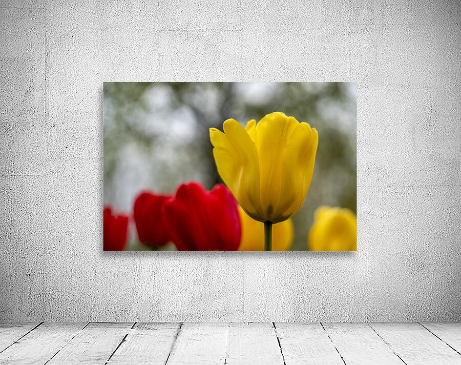 SBP5634 Wall Preview