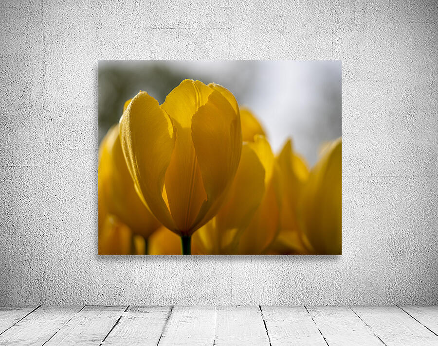 SBP5523 Wall Preview