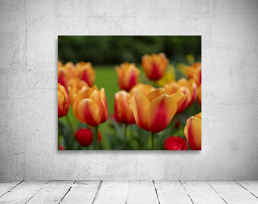 SBP5574 Wall Preview