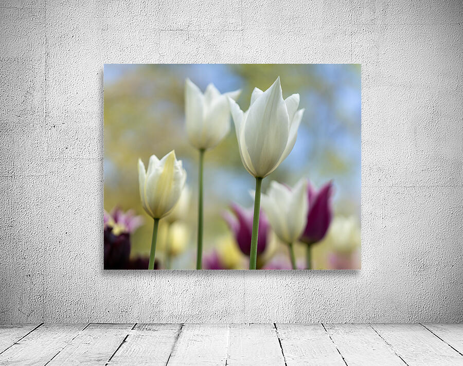 SBP6391 Wall Preview