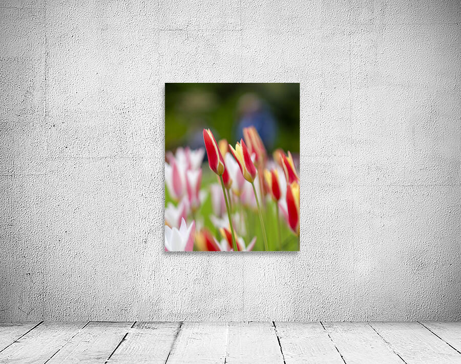 SBP5569 Wall Preview