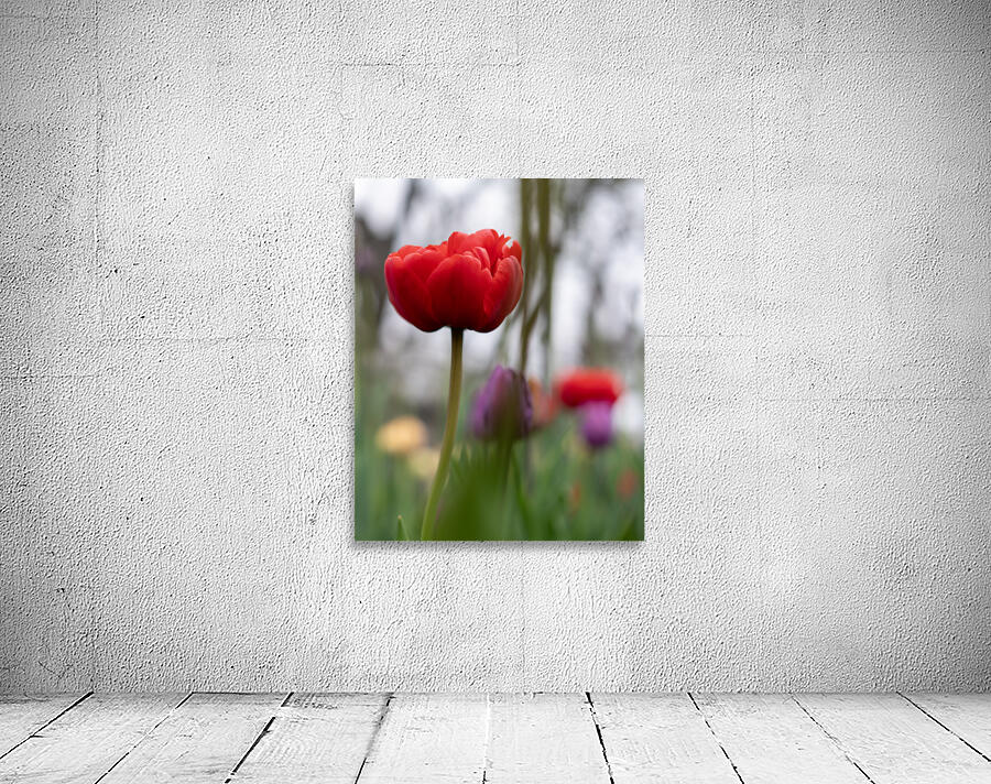 SBP6703 Wall Preview