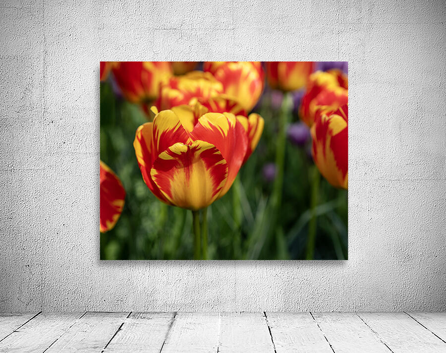 SBP6472 Wall Preview