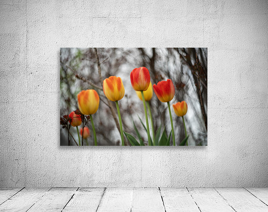 SBP8316 Wall Preview