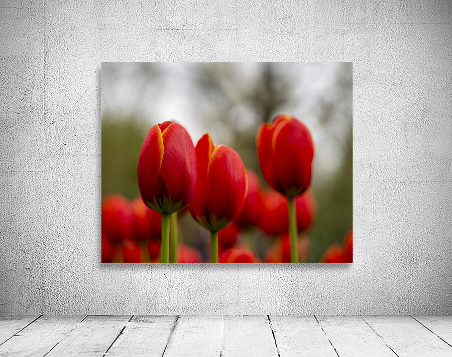 SBP5624 Wall Preview