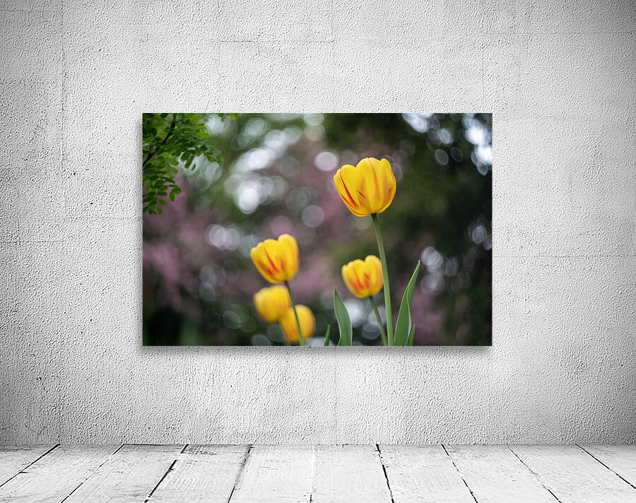 SBP8162 Wall Preview