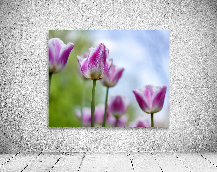 SBP6374 Wall Preview