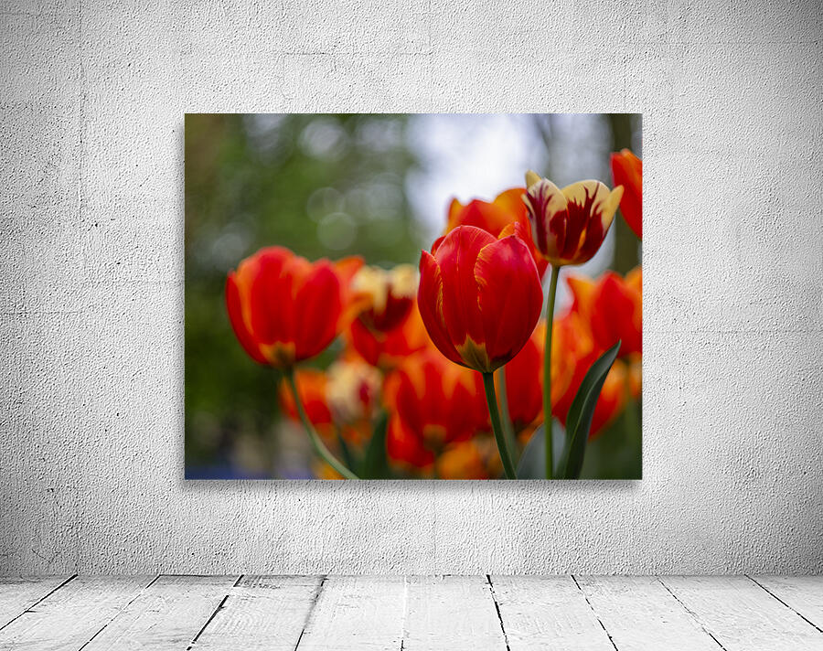 SBP5782 Wall Preview