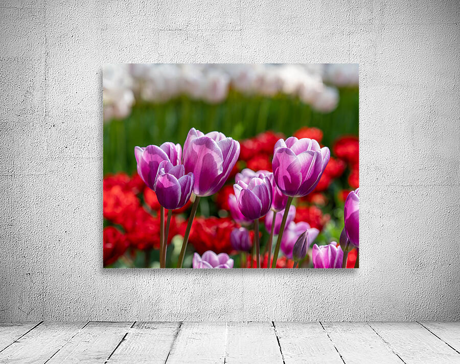 SBP6480 Wall Preview