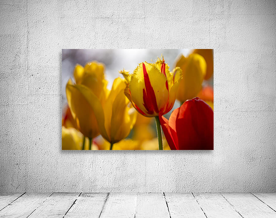 SBP5529 Wall Preview